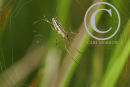 Orb Web Spider